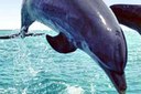 Jaco Dolphins